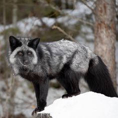 a gray and black animal standing on top of a snow covered ground next to trees