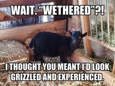 a baby goat standing in hay next to a wooden fence with the caption, wait wet weathered? i thought you meant i'd look grizzly and experienced