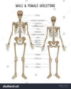 the human skeleton and its major skeletal systems stock photo, images and royalty illustrations in adobe