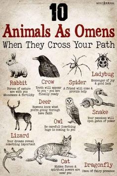 animals as omens when they cross your path, which one do you choose?