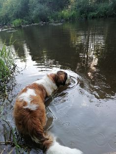 a brown and white dog is in the water