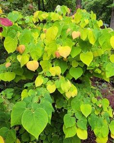 a green plant with yellow leaves in the middle of some dirt and trees behind it