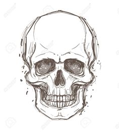 a drawing of a human skull on a white background stock photo, images and royalty