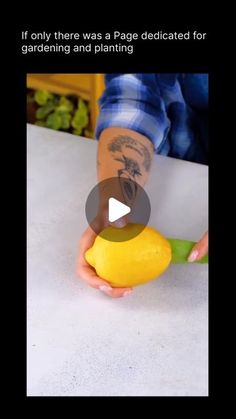 a person holding a lemon and cutting it into small pieces with the caption if only there was a page dedicated for gardening and painting