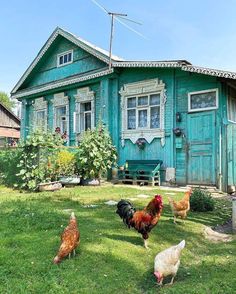 several chickens are walking around in front of a blue house with green siding and windows