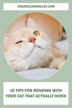 a white cat laying on top of a bed with the caption 10 tips for bonding with your cat that actually work