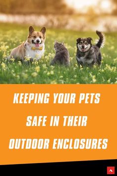 two dogs and three cats in the grass with text reading keeping your pets safe in their outdoor enclosures