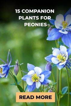 blue and white flowers with text reading 15 companion plants for peonies read more