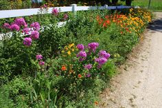 colorful flowers line the side of a white fenced in area with gravel and grass