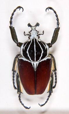 a close up of a beetle on a white surface