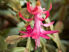 a pink flower with green leaves in the backgrounnd and red flowers on it