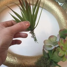 a person is holding a small plant in their left hand and the other one has succulents on it