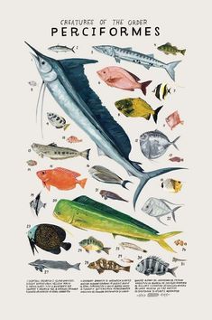 a poster with different types of fish and marine creatures on it's sides, including an