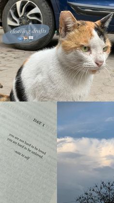 a cat sitting on the ground next to a car and an open book in front of it