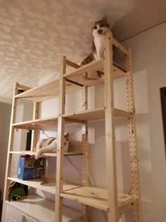 CAT TOWER Ivar Cat Tree, Aesthetic Cat Shelves, Ikea Cat Hack, Ikea Cat Tree, Indoor Cat Room Ideas, Ivar Shelves, Ikea Ivar Shelves, Ikea Stand, Cat Trees Homemade