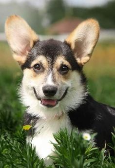 a small dog sitting in the grass with its tongue out and eyes wide open, looking at the camera