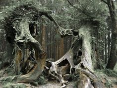 an old tree stump in the middle of a forest