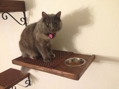 a gray cat sitting on top of a wooden table next to a metal dog bowl