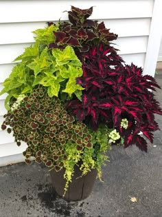 Container gardening Flower Pots Outdoor With Coleus, Coleus Plants Varieties, Purple Coleus Plant, Black Dragon Coleus, Colorblaze Coleus, Patio Flower Pots, Front Porch Plants, Patio Flowers