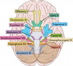 an image of the human brain with labels on it and other parts labeled in red