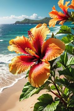 an orange and red flower sitting on top of a sandy beach