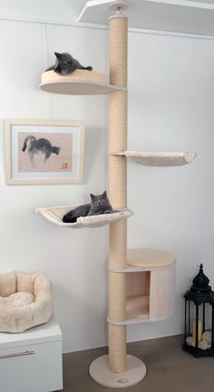 two cats sitting on top of a cat tree in a room with white walls and furniture