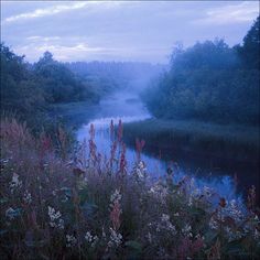 a river surrounded by trees and flowers in the foggy night time with mist on the water