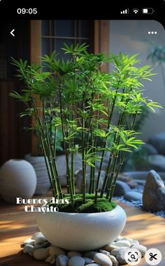 a potted plant sitting on top of a wooden table next to rocks and plants