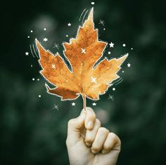 a person holding up a leaf with stars in the background