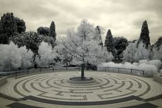 a tree in the middle of a circular maze