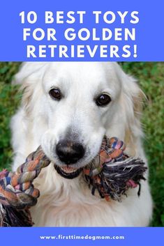 a dog holding a toy in its mouth with the words 10 best toys for golden retrievers