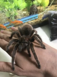 a large spider sitting on top of a person's hand in front of a fish tank