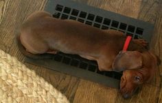 a brown dog laying on top of a wooden floor next to a heat grate