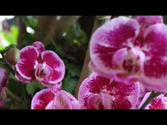 pink and white orchids with green leaves in the background