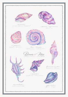 an illustration of seashells and other sea creatures on a white background with the words,