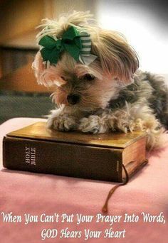 a small dog with a green bow on its head sitting on top of a book