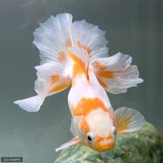 an orange and white fish is swimming in the water