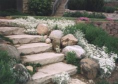 some rocks and flowers are growing on the steps in front of a house with stairs leading up to it