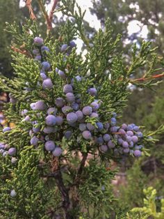 some blue berries are growing on a tree