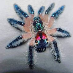 a blue and pink spider sitting on top of a white surface with it's eyes open