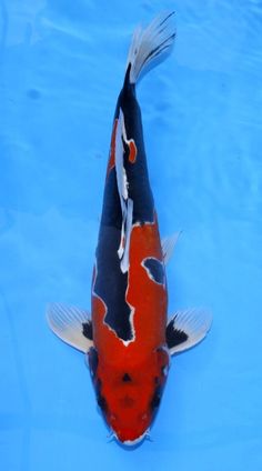 an orange and black koi fish swimming in the blue water with it's tail sticking out