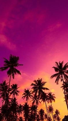 palm trees are silhouetted against an orange and purple sky