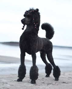 a black poodle standing on top of a sandy beach