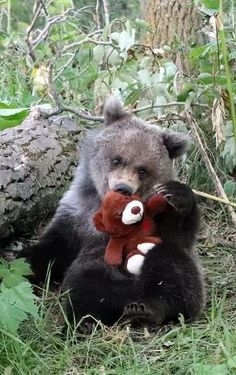 a brown bear holding a stuffed animal in its mouth sitting on the ground next to a fallen tree