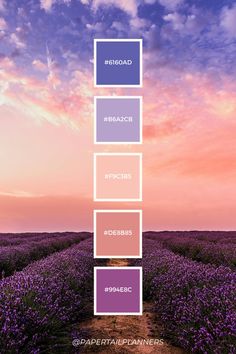 a field with purple flowers and the sky in the background, as well as four different colors