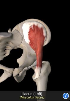 Musculus Iliacus Lower Back Anatomy, Muscle Movement