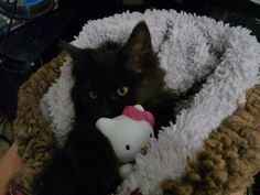 a black cat laying in a bed with a hello kitty toy