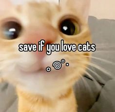 an orange cat with the words save if you love cats on it's face