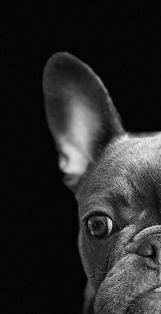 a black and white photo of a dog looking at the camera with an intense look on its face