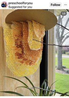 a honeycomb hanging from the side of a window